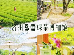 -雪绿茶博物馆