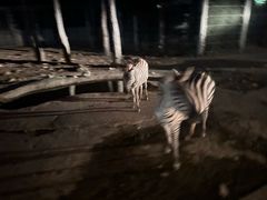 -清迈夜间动物园