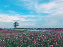 -洪湖湿地生态园