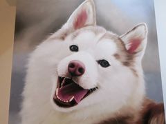 -Husky Go! 哈士奇体验馆·宠物咖啡厅狗咖