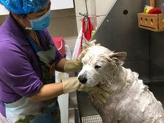 -北京观赏动物医院·24小时大型综合·猫专科·异宠专科