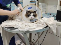 -萌兽医馆·宠物医院·猫骨科(创景店)