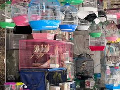 -溪岸路花鸟市场