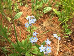 -塞罕坝国家级自然保护区