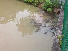 -中国扬子鳄村