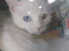 -中农大我爱我爱动物医院·核磁CT·猫病·24小时夜诊中心(石佛营店)