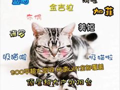 -喵zoo家庭繁育猫舍(尖东智能花园店)