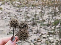 -紫马岭公园