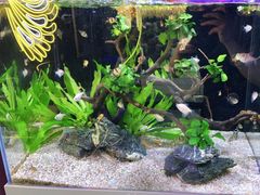 -咕嘟草帽鱼·牛奶一样的鲜鱼汤(包河万达广场创始店)