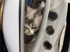 -宠物星动物医院·眼科·异宠·猫科(江南大道总院)