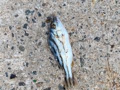 -珍宝海鲜(东海岸海鲜中心)