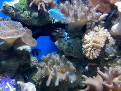 -烟台海昌鲸鲨海洋公园