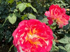 -人民公园(罗湖区)