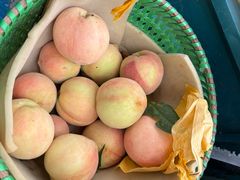 -老袁家蜜桃农场·阳山水蜜桃