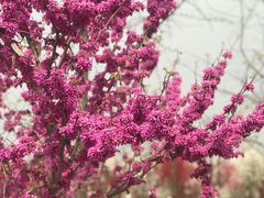 -洨河生态公园