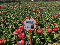 -荷兰花海