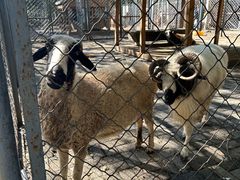 -长白岛森林公园