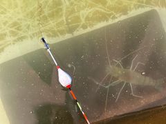 -大象营野Life营地·钓虾(坦尾店)