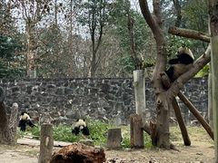 -都江堰中华大熊猫苑