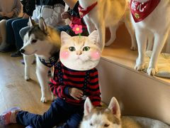 -Husky Go! 哈士奇体验馆·宠物咖啡厅狗咖