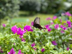 -广州市白云山风景名胜区