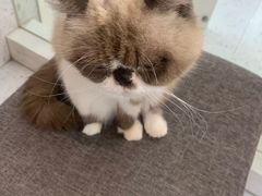 -喵园·猫主题咖啡厅·撸猫·猫咖(国贸店)