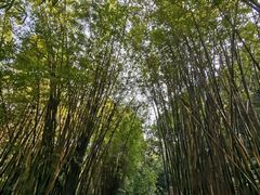 -中山市树木园