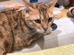 -啵啵喵·猫咖(攀华国际店)