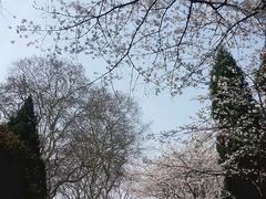 -武汉大学-樱园