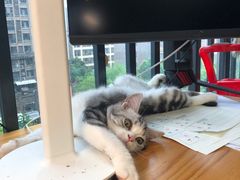 -欣宠猫屋·矮脚拿破仑·蓝金金渐层