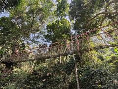 -西双版纳原始森林公园