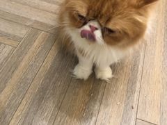 -酷豆宠物咖啡·宠物美食·撸猫馆