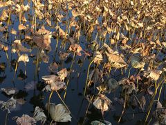 景点-野鸭湖国家湿地公园