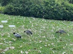 -墨尔本皇家植物园