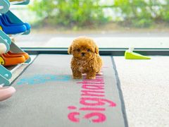 -萌宠之家·腊肠犬·马尔泰·小体犬舍