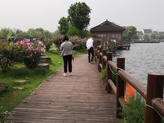 -鹅湖玫瑰文化园