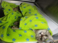 -瑞派·关忠动物医院·异宠专科·犬猫肿瘤·皮肤专科(望京店)