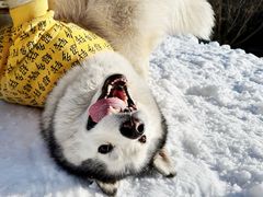 -宠乐会宠物乐园