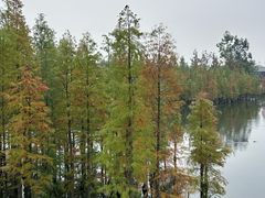 -白鹭湾湿地公园