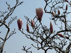 -上海佘山国家森林公园西佘山园