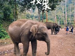 -野象谷景区