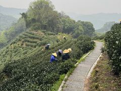 -十八棵（老龙井）御茶园(老龙井店)