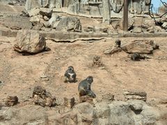 -石家庄市动物园