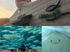 -上海海洋水族馆