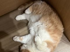 -辛巴宠物医疗中心·骨科·内分泌专科·心肾专科(亭林公园店)