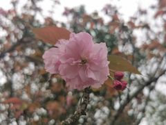 -瑶湖郊野森林公园