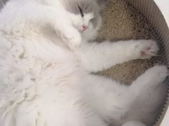 -喵的天空名猫咖啡馆·撸猫·猫舍·用品