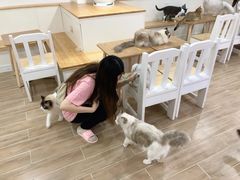 -李小姐の猫咖啡馆(五角场店)