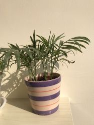 -Miss·A日式美甲美睫