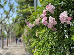 -上海市平和双语学校